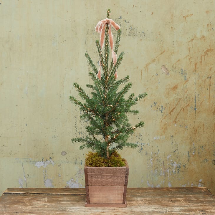 4 Places to Buy Live Christmas Trees Online  Walmart, Home Depot